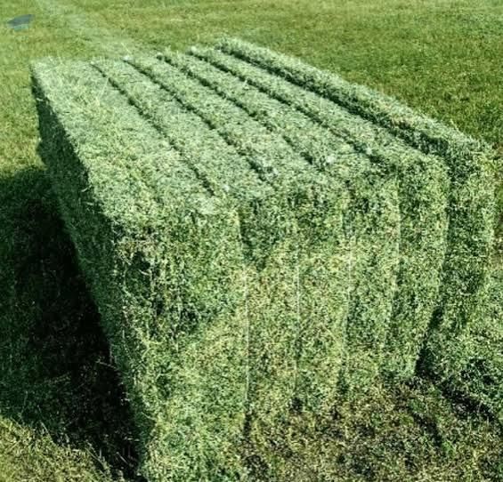 AlfAlfalfa hay specifications typically require a moisture level under 12-14% and a crude pr - Image 5