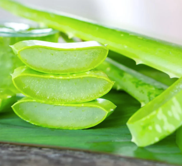 Fresh Aloe Vera - Image 5