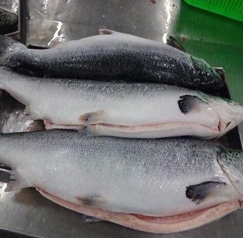 Fresh Norwegian Salmon Premium Atlantic Catch Prepared For Fresh Seafood Merchants And Retail Distribution - Image 3
