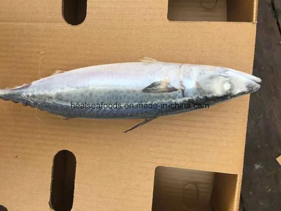 Frozen Blue Mackerel Fish/Chub Mackerel Style Whole Origin China Model NO. 022 Processing BQF HS Code 03035400 Trademark - Image 3