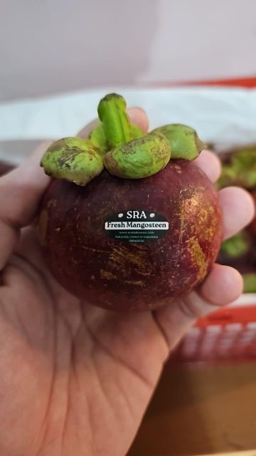 Premium Indonesia Fresh Mangosteen with Fresh Green Petal Shape Spherical Origin Indonesia Texture Soft And Creamy Place of Origin Indonesia - Image 3