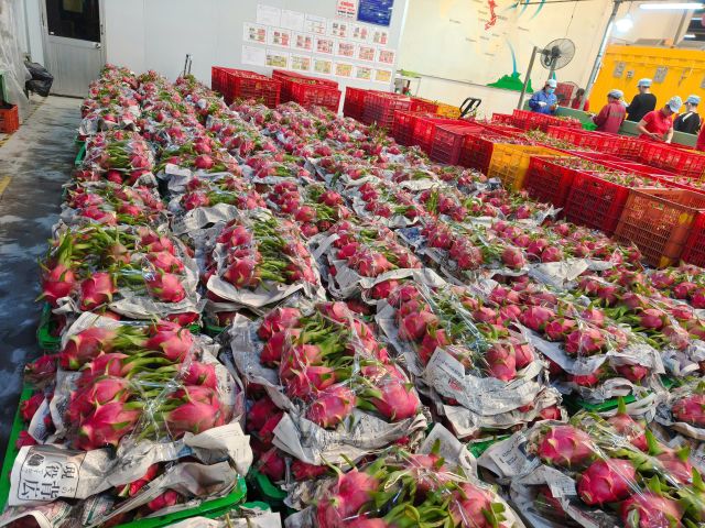 Dragon Fruit - Image 4