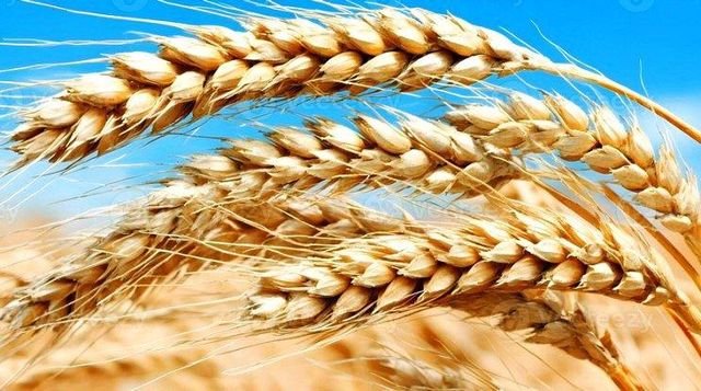 Wheat, Durum and soft milling Type Durum Wheat, Soft Wheat - Image 3