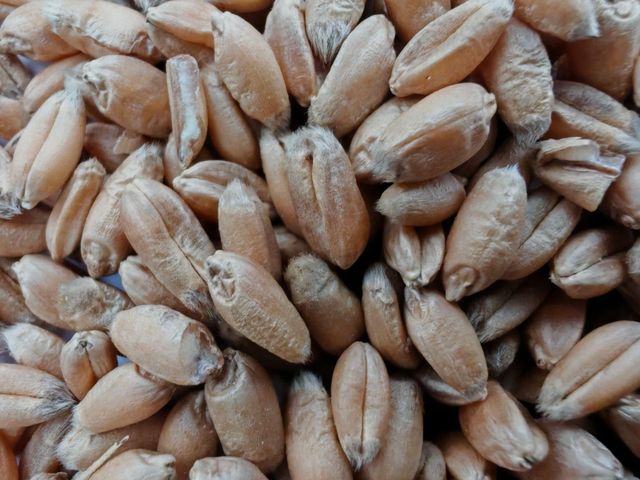 wheat Type wheat Packaging 50kg W Value Min 180 Bug Damage Max 1.5% Broken Grains Max 4.0% Foreign Matter Max 2.0% Moisture Content Max 13% - Image 4