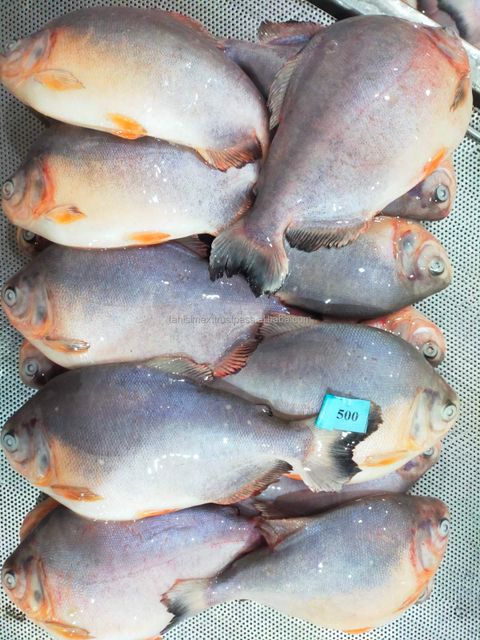 Top selling frozen red pomfret for wholesales export - Image 4