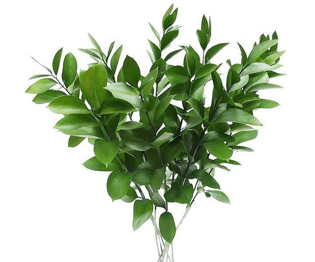 ruscus - Image 1