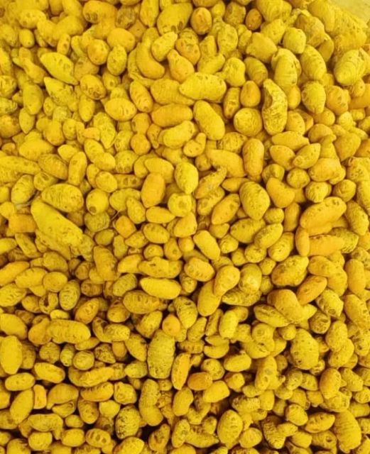 Fresh Turmeric Fingers (Curcuma Longa) – Indian Origin, Export Grade, Natural & Unpolished - Image 3