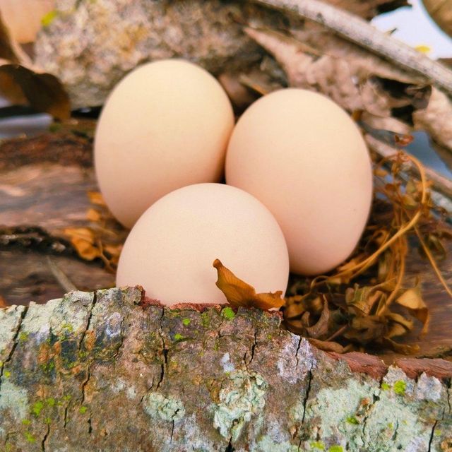 Table Eggs Hygienically Collected From Healthy Hens Premium Table Eggs Ideal For Wholesale Buyers - Image 4