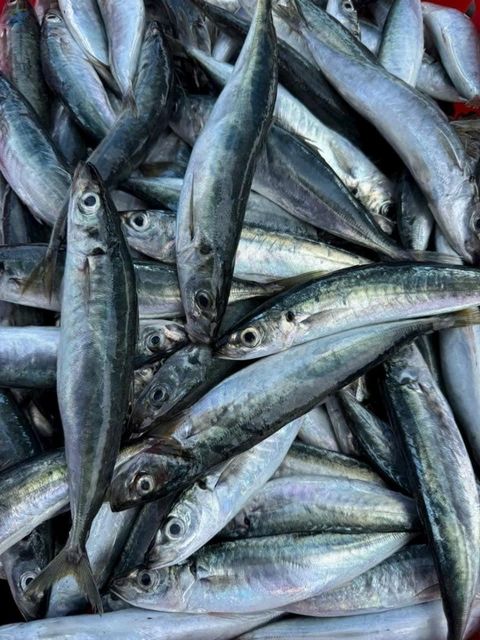 Frozen Mackerel Scad - Image 1