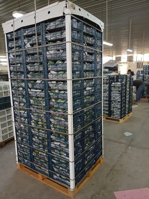 FRESH MANGOS - Image 4