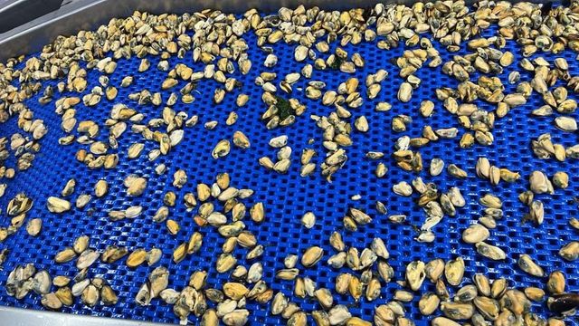 Frozen Mussel Meat Premium Seafood Supply For Wholesale Buyers Featuring Carefully Processed Product With Natural Texture - Image 2
