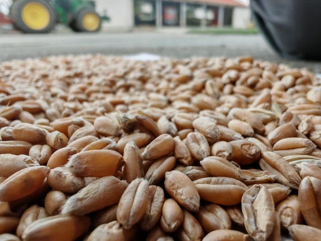 wheat Type wheat Packaging 50kg W Value Min 180 Bug Damage Max 1.5% Broken Grains Max 4.0% Foreign Matter Max 2.0% Moisture Content Max 13% - Image 2