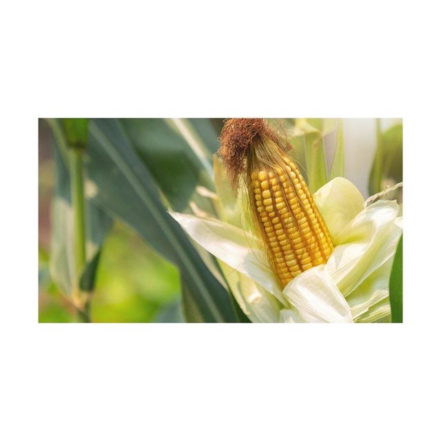 premium whole corn kernels for making cornmeal tortillas popcorn and baking natural dried corn grains ideal for cooking healthy meals traditional dishes and everyday kitchen use - Image 4