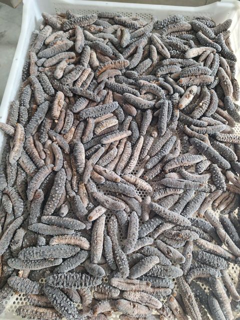 SEA CUCUMBER Quality HIGH Packaging CARTON 20KG Certification ISO 22000:2018 Monthly Dried Export 2 To 2.5 Tons Product Forms Boiled, Frozen, Dried - Image 4