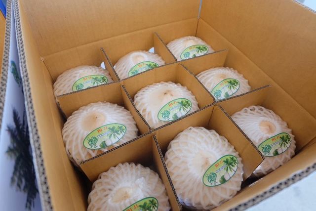 Young Coconut - Image 4