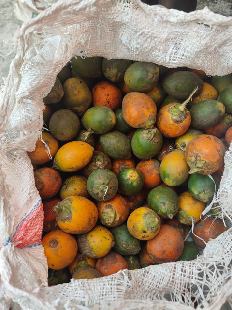 Betel nut - Image 4