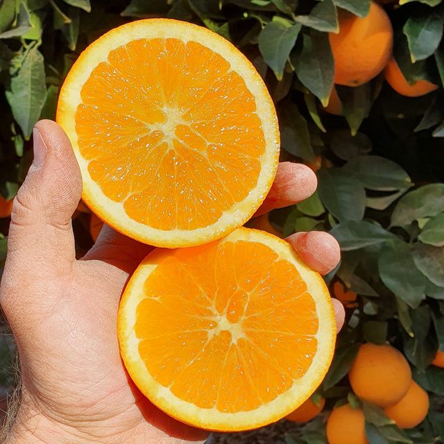South African Navel Oranges Seedless Organic Yes Variety Navel Origin South Africa Color Bright Orange Texture Easy To Peel - Image 4
