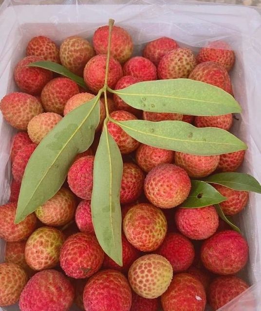 Fresh lychee fruit round shape 30-50mm size high quality - Agricultural product fresh tropical fruits - New crop 2023 - Image 6