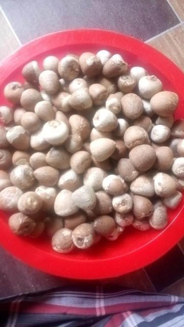Areca nut - Image 4