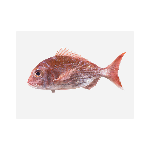 fresh seafood wholesale good quality Frozen Red snapper fish Cut Breast Freshness Level Frozen Features No Preservatives - Image 4