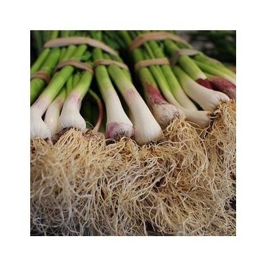 Best Selling 100% Organic Dehydrated Garlic Chopped Food Grade For Cocking Uses Manufacture Lowest Prices - Image 2