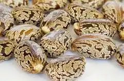 Castor beans - Image 1