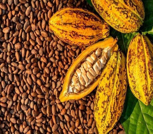 Cocoa Beans (Fermented & Dried) - Image 2