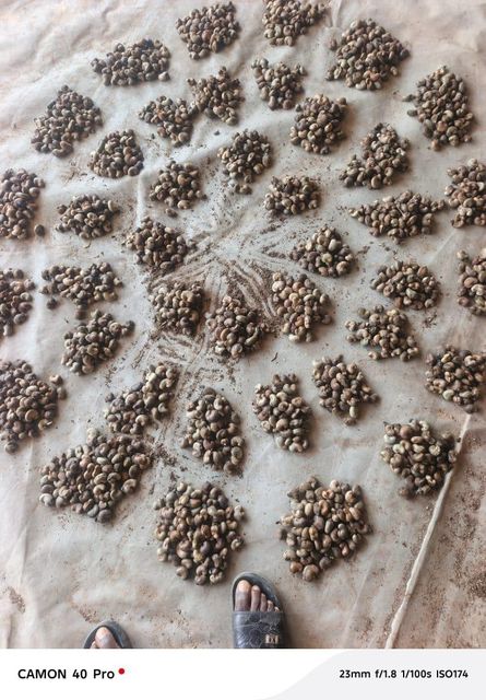 Raw cashew nuts Origin Ghana Price 14.5/15 Quality 48/49lbs Moisture Content - Image 2