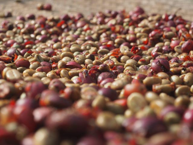 ROBUSTA GRADE 2 - Image 3