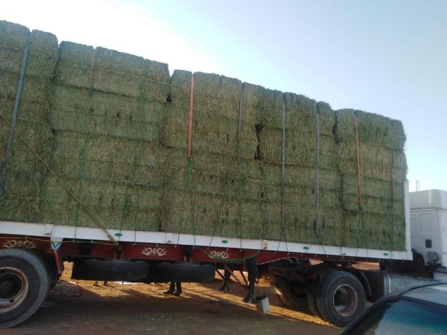 Premium Egyptian Alfalfa Hay Bales - Image 3