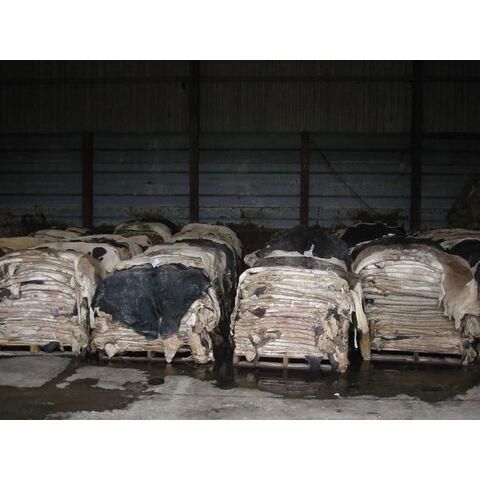 Wet Salted & Dry Salted Donkey & Cow Hides – Wet Salted Cow Hides - Image 2