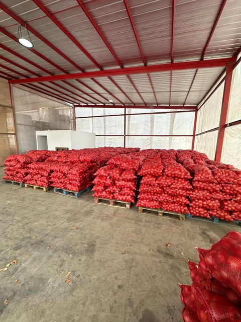 Fresh Yellow Onion – Export Quality from Chile - Image 3