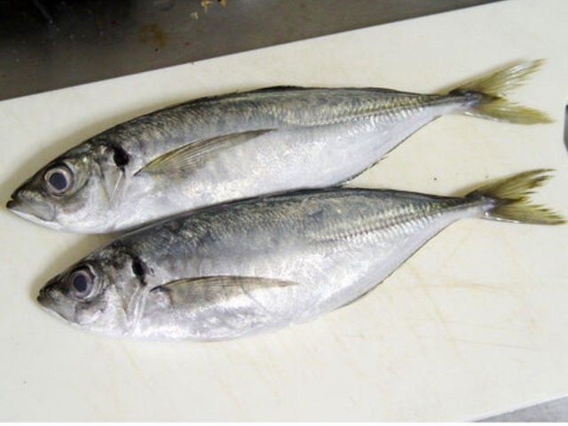 Frozen Mackerel Fish For sale in Bulk - Image 1
