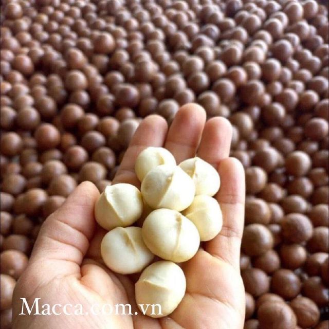 [ Free sample ] High Quality 100% Macadamia nuts cracked dried size 22mm - 25mm origin Vietnam service private label for healthy - Image 3