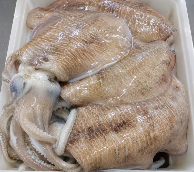 Cuttlefish - Image 1
