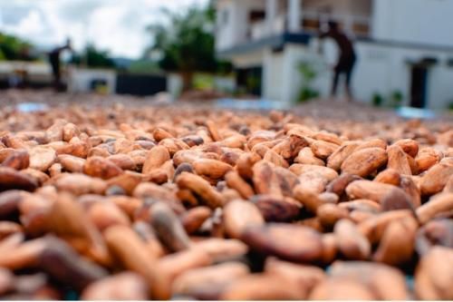 Cocoa beans of Madagascar Quality Rating Fine Cocoa Pricing Basis Cocoa Exchange Price Cocoa Variety Criollo, Forastero, - Image 1