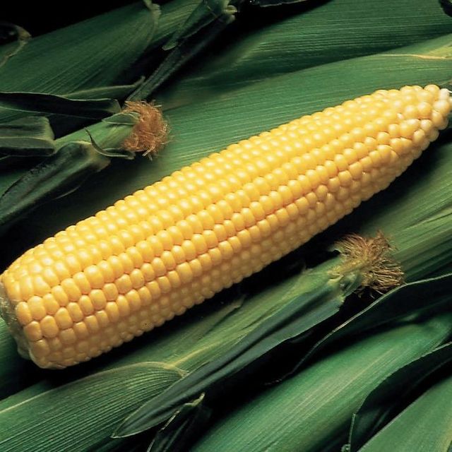 Top Grade Yellow Corn Maize 25kg 50kg Clean Whole Kernels Rich Energy Content Perfect For Animal Feed Processing And Industrial Supply Buy Now Fast Delivery Premium Quality Wholesale - Image 4