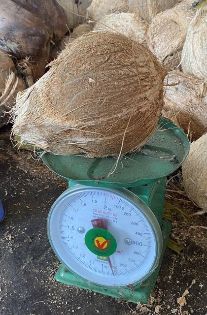 Mature coconut husked Grade A Form Whole Origin Vietnam Color Yellow brown Packaging Mesh bag Maturity Stage Mature Weight (kg) 1.2kg - 1.5kg - Image 8