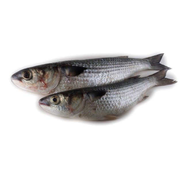 frozen grey mullet fish mullet whole fish blue spot fresh seafood wholesale good quality grey mullet fish gutted - Image 5