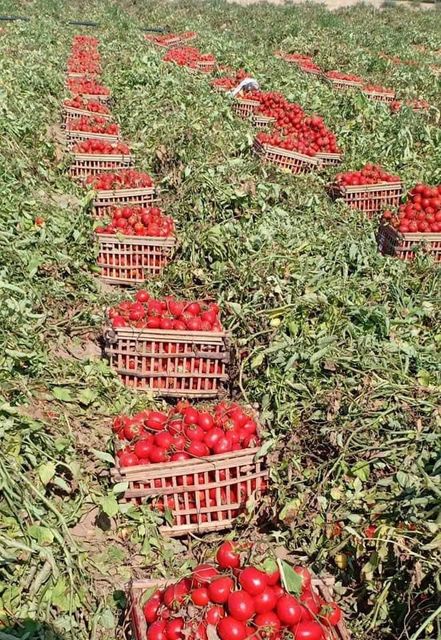 Tomato seed tidbits (seasonal discounts) – product photo 3, product detail gallery