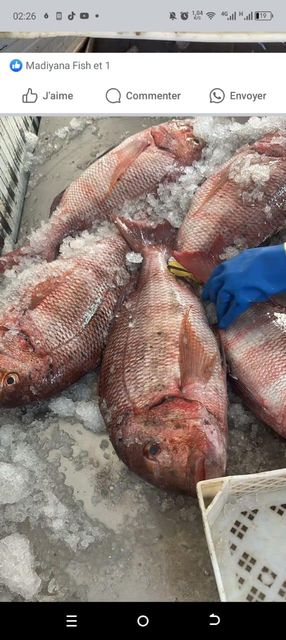 FRESH FROZEN SNAPPER PARGO 500g-1Kg MEDIUM SIZE EXPORT QUALITY SEAFOOD RED SNAPPER 15Kg Cartons FOR SALE - Image 3