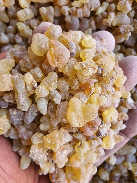 Gum Olibanum Packaging 25kg Place of Origin Egypt Active Components Boswellic Acids Intended Applications Religious Ceremonies, Incense, Perfumes - Image 1
