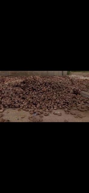 Rubber Cuplumps Form Coagulum Origin GHANA, Other Features Rubber Cuplump Dry Rubber Content 65%–85% Material Type Natural Rubber - Image 2