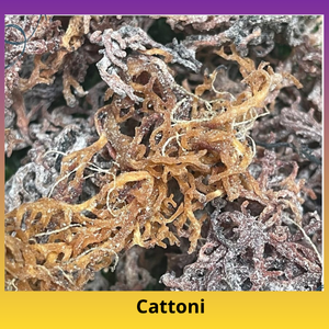 Seaweed - Cottoni Impurities ≤ 1% Origin Indonesia Max. Moisture (%) 35% Moisture Content ≤ 35% Specification As a Requsted - Image 4