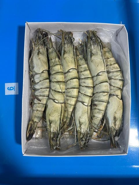 Frozen Black Tiger Shrimp HOSO - Image 1