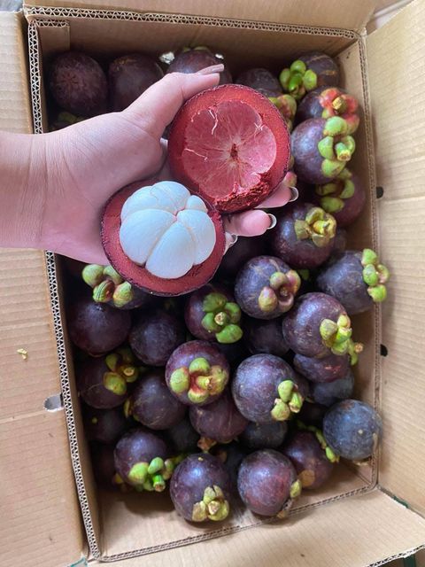 Fresh Mangosteen - Image 1