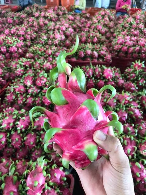 High Nutrition Tropical Fruits Sweet Taste Low Fats Rich in antioxidants Red Dragon Fruits Yellow Dragon Fruits - Image 6