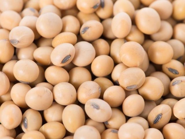 Soybean Grade A Place of Origin Brazil and - Image 1