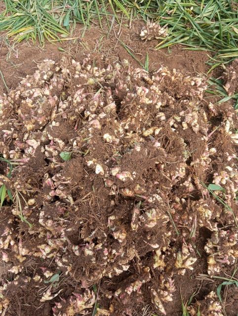 Fresh and dried ginger - Image 4