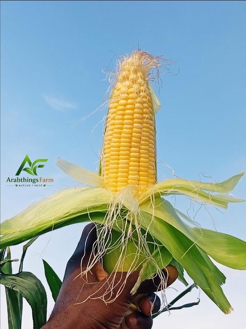 sweet corn Origin nigeria Features Organic Delivery Form Sacks Packaging Size > 10 kg to 25 kg - Image 1